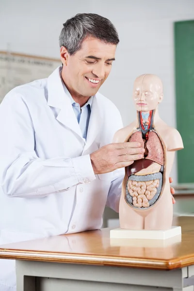 Manlig lärare leende samtidigt undersöka anatomisk modell — Stockfoto