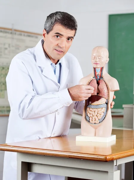 Insegnante maschio esaminando modello anatomico alla scrivania — Foto Stock