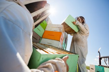 Beekeepers Unloading Honeycomb Boxes From Truck clipart
