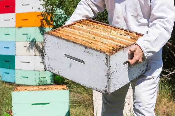 Середина пчеловода, несущего медовый ящик — стоковое фото
