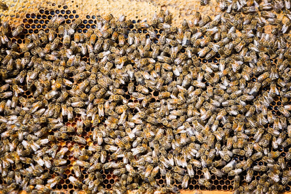 Bees Swarming On Honeycomb