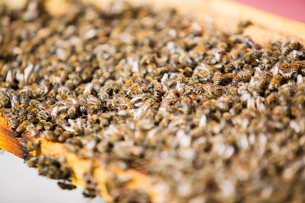 Bees On Honeycomb — Stock Photo, Image