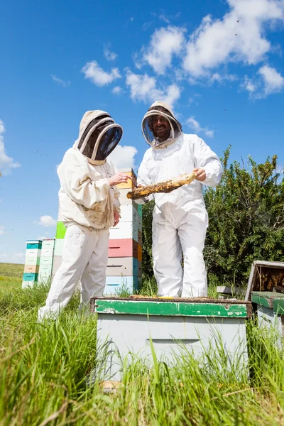 Οι μελισσοκόμοι που εργάζεται στο μελισσοκομείο — Φωτογραφία Αρχείου