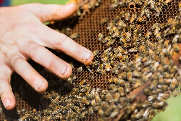 Beekeeper's Hand with Honey — Stock Photo, Image