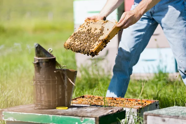 Erkek apiarist bir arı kovanı Sigara — Stok fotoğraf