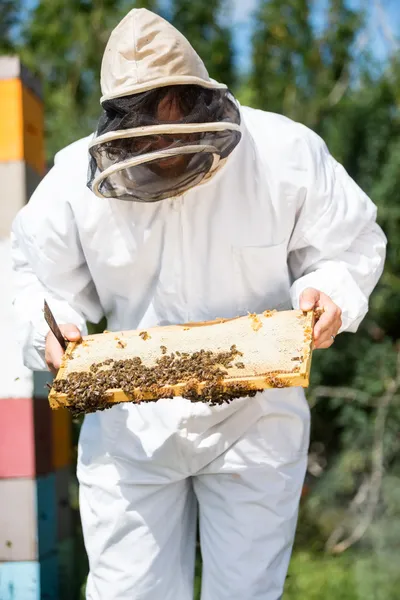 Imker inspiziert Wabengestell auf Bauernhof — Stockfoto