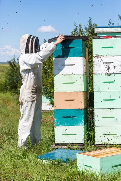 Imker mit Abzugsplatte auf Bienenstock — Stockfoto