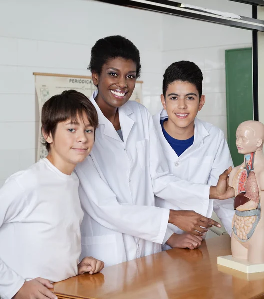 Insegnante che indica il modello anatomico con gli studenti alla scrivania — Foto Stock