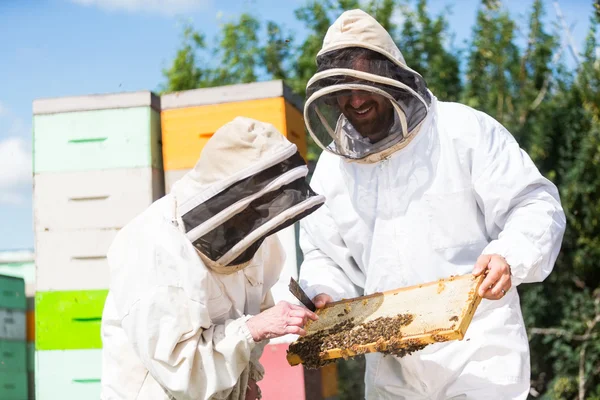 Les apiculteurs inspectent le cadre en nid d'abeille à Apiary — Photo