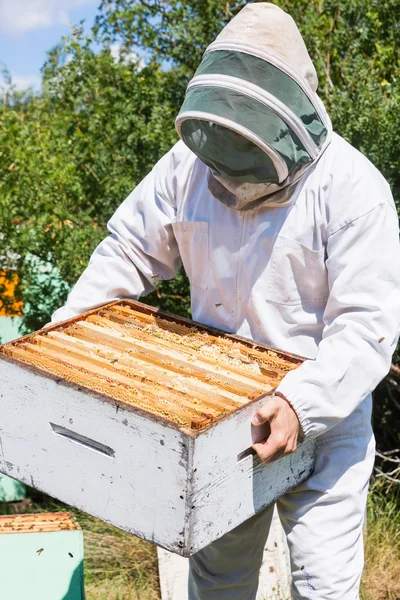 Apicultor llevando jaula de panal en el Apiario —  Fotos de Stock