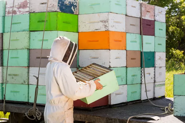 Apicoltore Scarico cassa a nido d'ape dal camion — Foto Stock