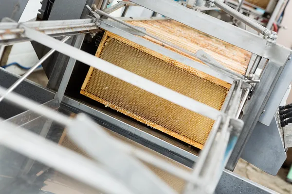 Quadros de favo de mel na planta de extração — Fotografia de Stock