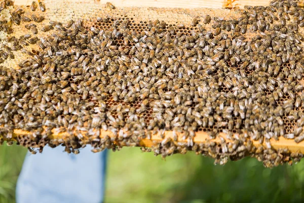 Bienen schwärmen auf einer Wabe — Stockfoto