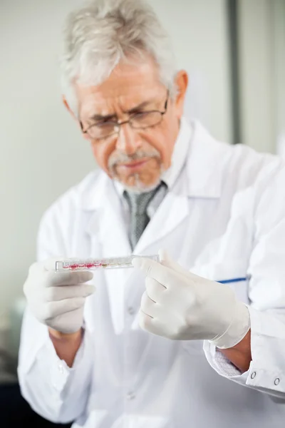 Techniker untersucht Mikrotiterplatte — Stockfoto