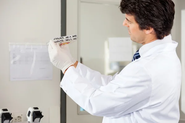 Technician Analyzing Microplate In Lab — Stock Photo, Image