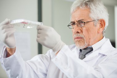 bilim adamı Mikroplaka laboratuvarında incelenmesi