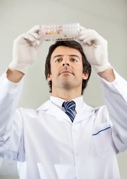 Cientista que analisa a microplaca no laboratório — Fotografia de Stock