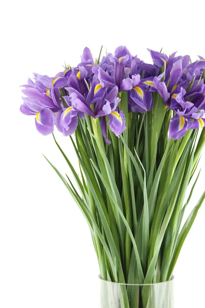 Bouquet of irises Stock Image