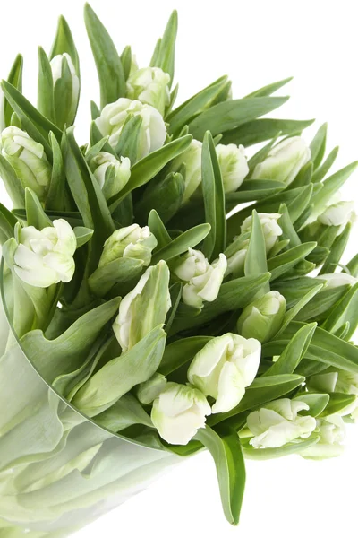 Elszigetelt fehér tulipán csokor — Stock Fotó