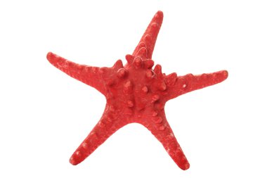 kırmızı deniz yıldızı