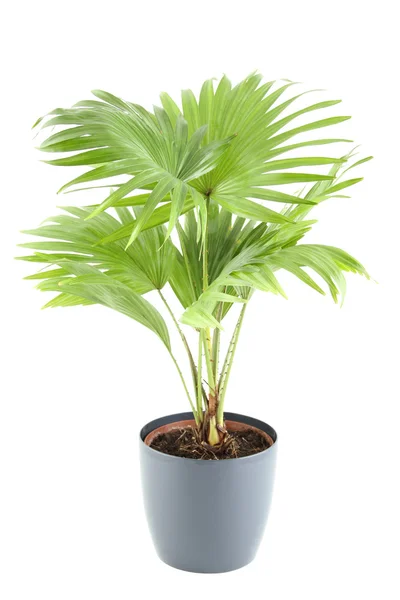 Ingegoten plant — Stockfoto