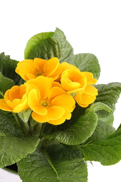 Yellow Primrose — Stock Photo, Image