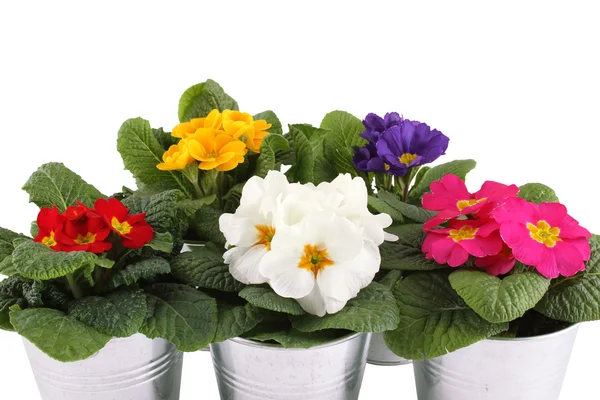 Molte piante in vaso Primrose — Foto Stock