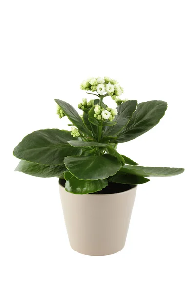 Kalanchoe. — Foto de Stock