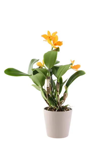 Cattleya — Stock Photo, Image