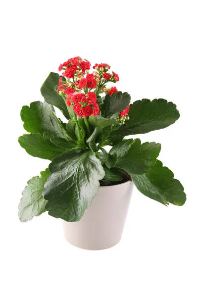 Kalanchoe — Zdjęcie stockowe