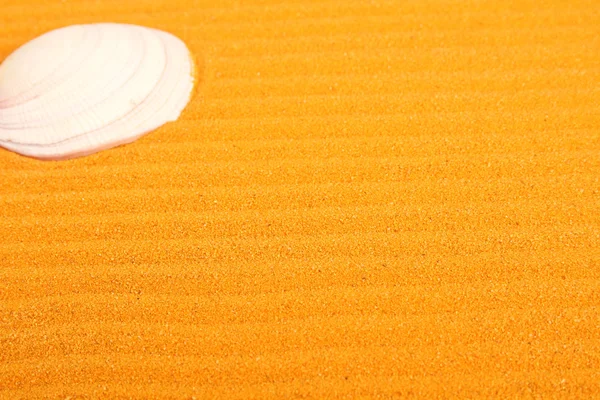 Раковина на желтом песке — стоковое фото
