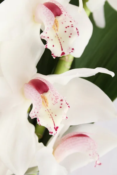 Orchidea bianca — Foto Stock