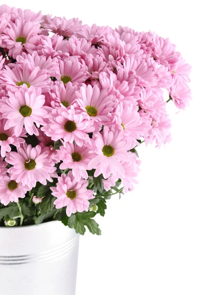 Chrysanthemums — Stock Photo, Image