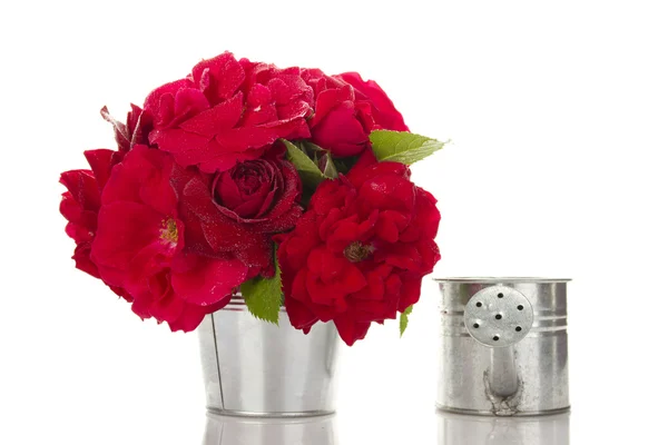 Red Roses in a pail — Stock Photo, Image