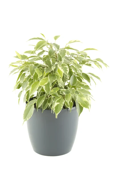 Ficus träd — Stockfoto