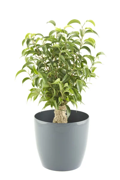 Ficus ağaç — Stok fotoğraf