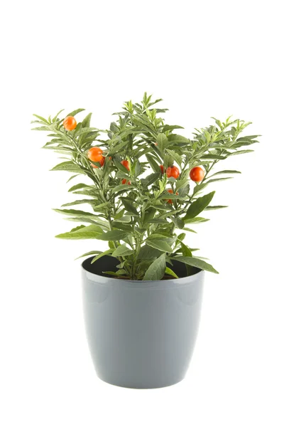 Solanum pseudocapsicum — Foto Stock