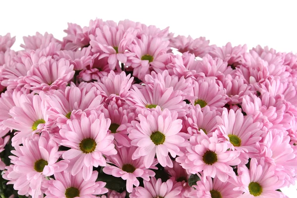 Chrysanthemums — Stock Photo, Image