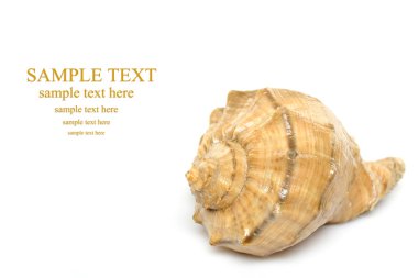 Concha deniz kabuğu