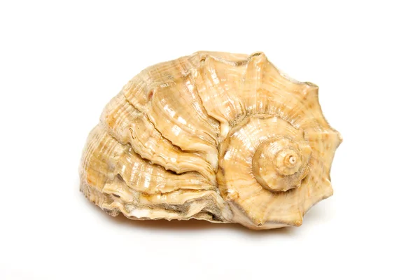 Concha Sea Shell — Stockfoto
