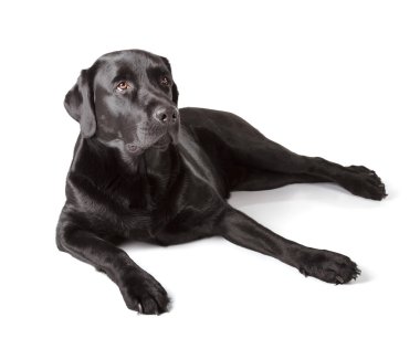 Siyah Labrador Retriever