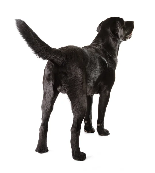 Schwarzer Labrador-Retriever — Stockfoto