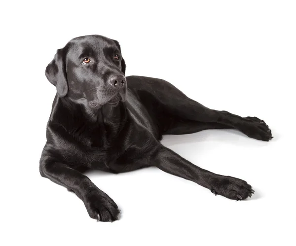 Schwarzer Labrador-Retriever — Stockfoto