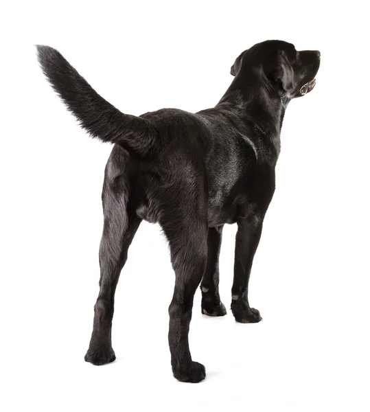 Zwarte labrador retriever Rechtenvrije Stockafbeeldingen