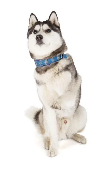 Sibiřský husky — Stock fotografie