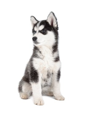 Sibirya husky yavrusu
