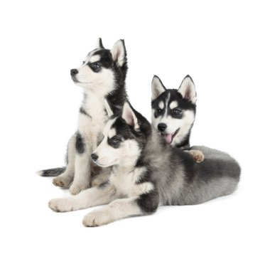 Sibirya husky yavrusu