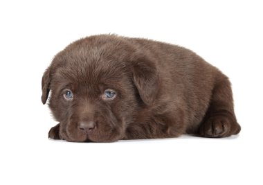 çikolata labrador retriever köpek yavrusu