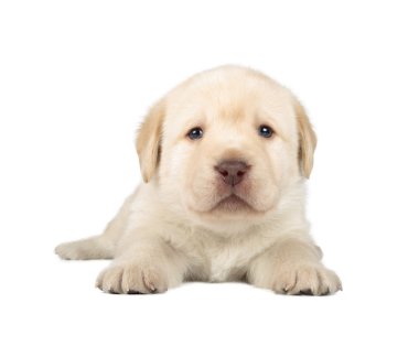 Sarı labrador av köpeği.