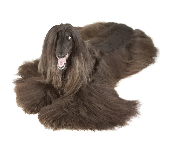 Afghan Hound — Stock Photo, Image